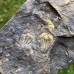 Conocoryphe cirina